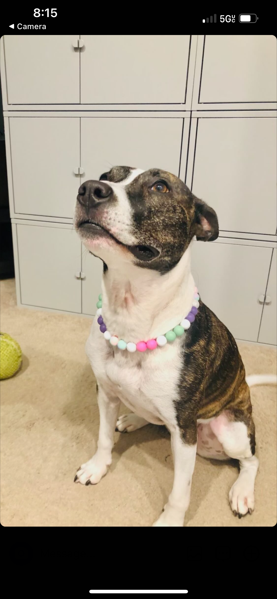 Blue Ombré Beaded Pet Necklace