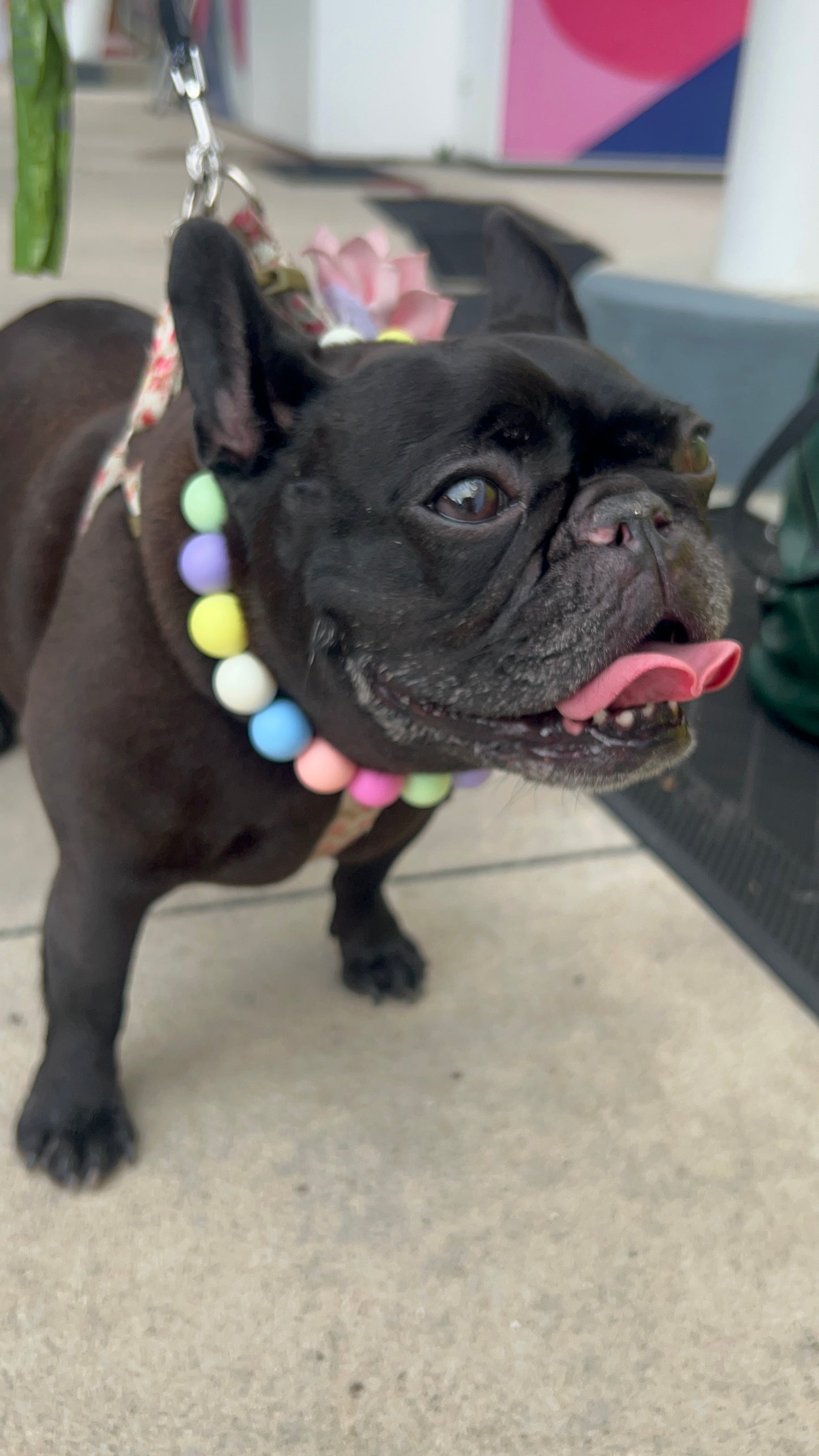 Rainbow Beaded Pet Necklace